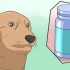 Bedöva en hund på ett säkert sätt