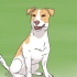 Att välja en jack russell valp