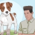 Att hålla en jack russell terrier lycklig