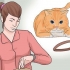Sätt ett halsband på en katt
