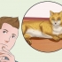 Gosa en katt