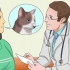 Medicinera en katt