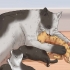 Uppfostra en kattunge