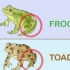 Att skilja en groda från en padda