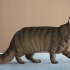 Identifiera en maine coon