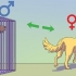 Att lugna en hanhund när en hona är brunstig