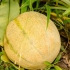 Mogna en melon