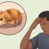 Fångar en förrymd hamster