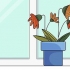 Att rädda en övergödslad planta