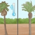 Plantera en palm
