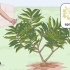 Beskärning av en plumeria