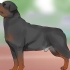 Identifiera en rottweiler