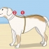 Sticka en tröja till en hund