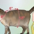 Att göra en sele för din knubbiga katt