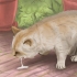 Behandla en förgiftad katt