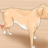 Behandla en stukning hos en hund