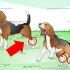 Hur man behandlar en stukad fotled hos en hund