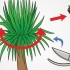 Beskär en yucca