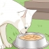 Adoptera en herrelös katt