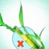 Odla lucky bamboo