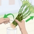 Förökar lucky bamboo