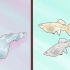 Uppfödning av guppies