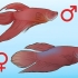 Att bestämma kön på en betta fish