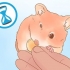 Att bestämma kön på din hamster