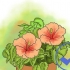 Att odla hibiskus utomhus
