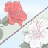 Växande hibiscus