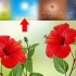 Förökning av hibiscus
