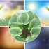 Hosta växter