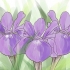 Växande iris
