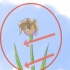 Ta hand om iris när blommorna dör