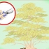 Beskärning av japansk lönn