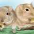 Gör din gerbil glad