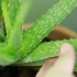 Ta hand om ditt hår med aloe vera