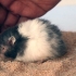 Bada din hamster