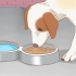Behandla din hund