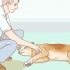 Att hjälpa din hund med en stroke
