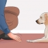 Lär din hund att ligga död på kommando