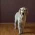 Lär din hund att sitta