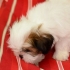 Trimma din hund