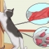 Stoppa din katt från att repa möbler