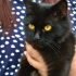 Att sätta din katt på en sele