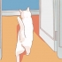 Uppmuntra din nya katt att sluta gömma sig
