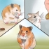 Ta hand om din sjuka hamster