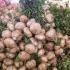 Peeling jicama