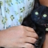 Tvätta unga kattungar