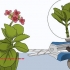 Odlar kalanchoe
